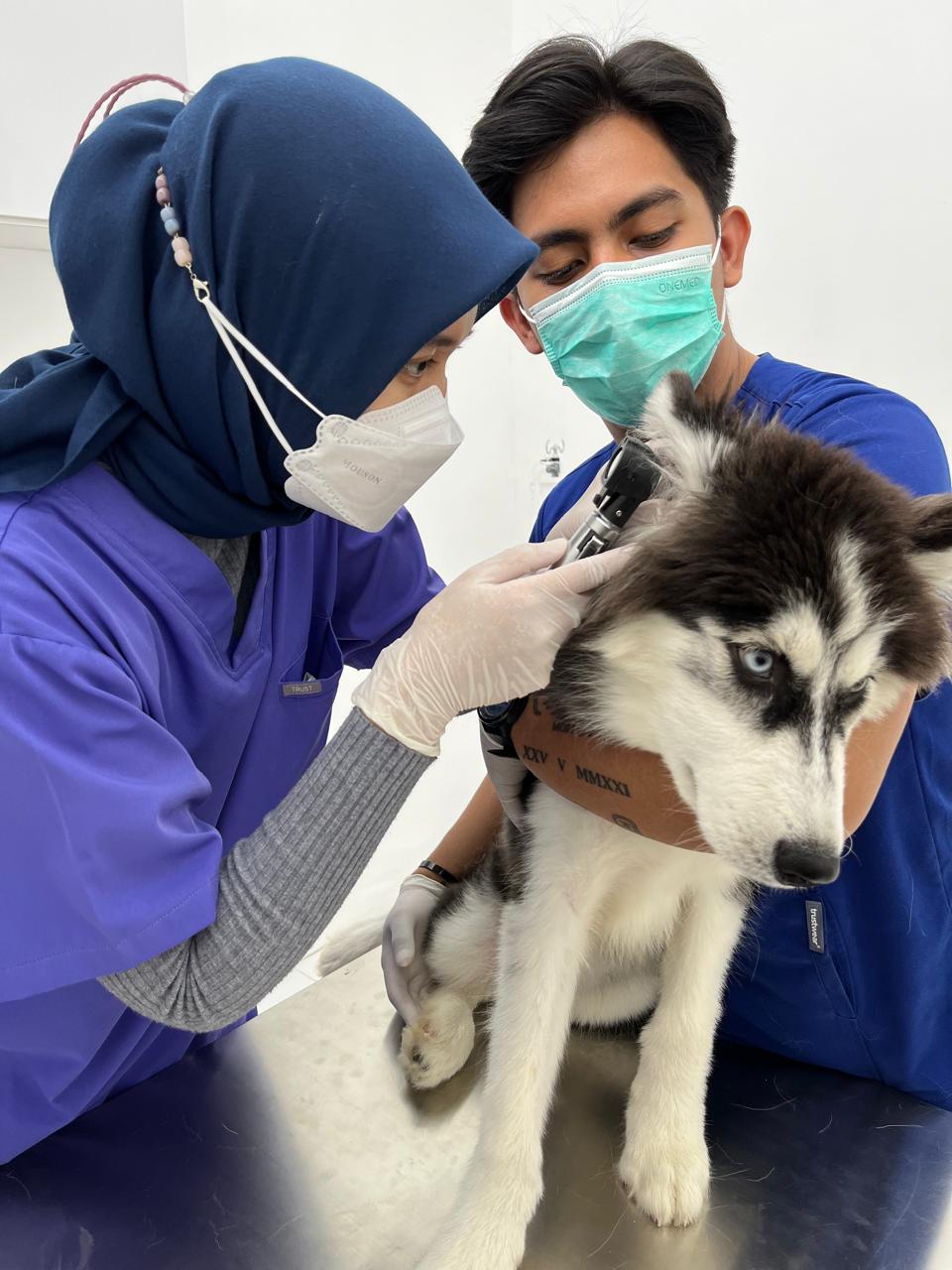 Klinik Hewan 24 Jam
